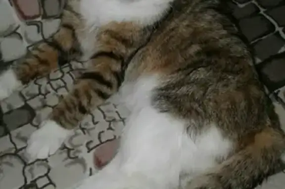 Кошки потеряшки, Ижевск, фото: Потеряшка кошка на Клубной улице (Ижевск)