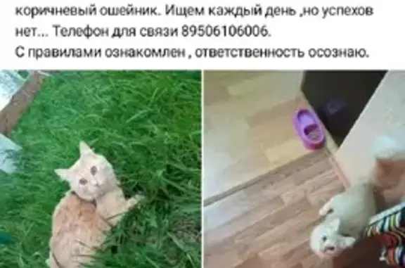 Пропала кошка Симба в Новинках, Нижегородская область.