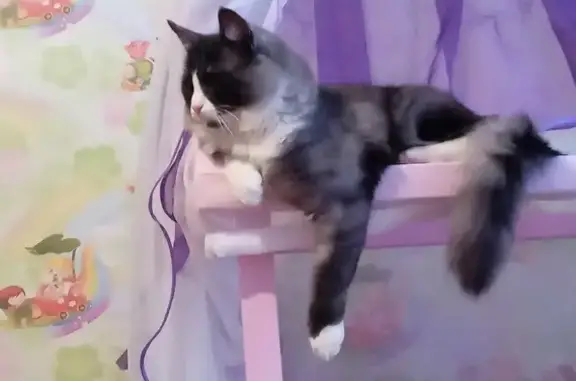 Кошки потеряшки, Вилга, фото: Потеряшка кошка Кот (Сеня) в переулке Пво, 10А