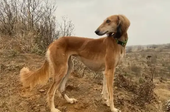 Пропала собака Анфиса, Рыжая салюки, Тульская область