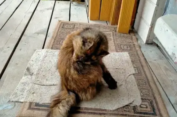 Найдена домашняя кошка с зелёным ошейником в Бурцево, МО