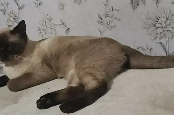 Пропала сиамская кошка с набережной в Астрахани!