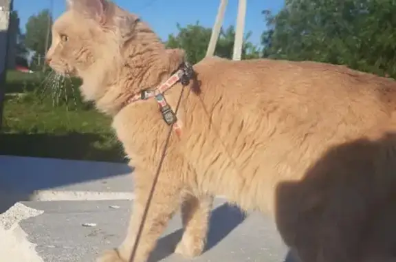 Кошки потеряшки, Смоленск, фото: Потеряшка кот Марс в мкр. Южный, 40 - вознаграждение за находку!