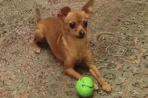 Собаки потеряшки, Москва, фото: Потеряшка рыжая той-терьер Эля на Таллинской, Москва