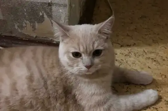 Кошки потеряшки, Набережные Челны, фото: Потеряшка кошка в районе парка Гренада, Набережные Челны