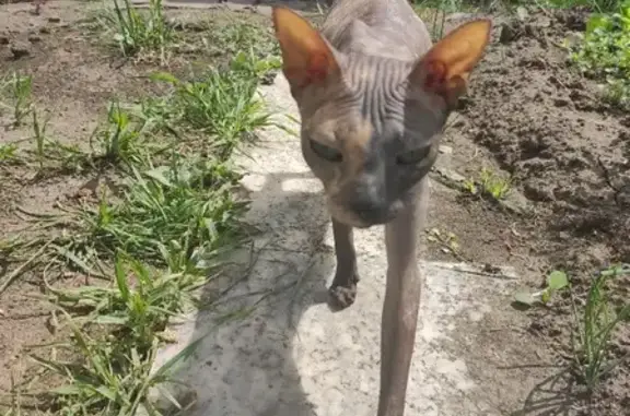 Кошка Сфинкс найдена в Бердске