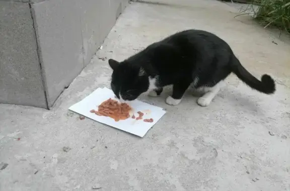 Найдена кошка в Тюмени, 127А/2, черно-белого окраса