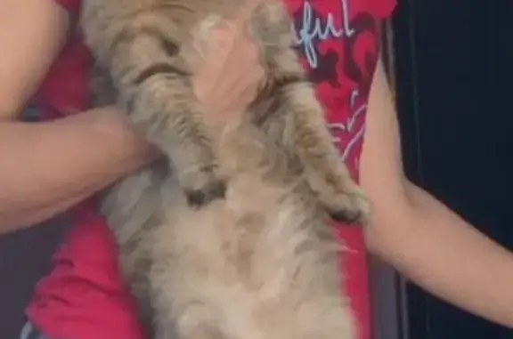 Пропала кошка Мэйнкун в Челябинской области, зовут Носик