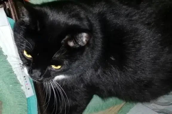 Кошки потеряшки, Ижевск, фото: Потеряшка кошка Федора, ул. Автозаводская 36, Ижевск