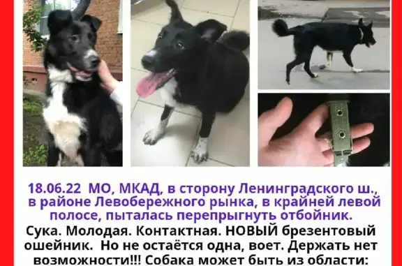 Собака найдена на МКАД 74км, Москва