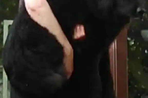 Потерянные животные Тверь, фото: Пропала собака Няша, тувинская овчарка, А. Матросова 3, Тверь