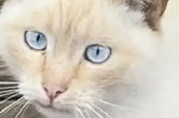 Найден Тайский кот с голубыми глазами в Красновидово