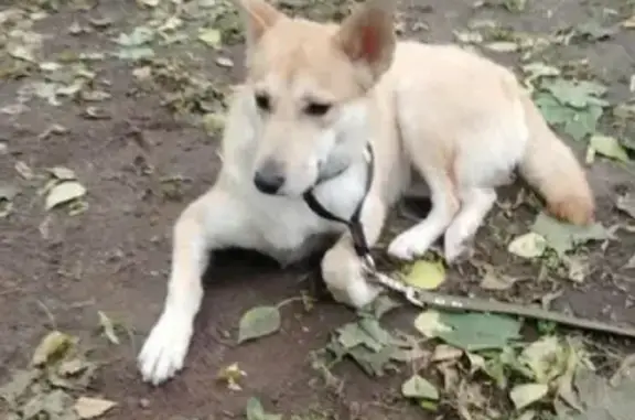 Найдена добрая собака на Домодедовской, Москва