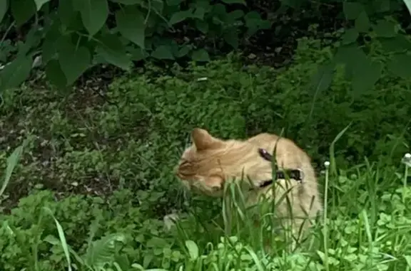 Найдена кошка на пр. Энгельса, 55 в СПб