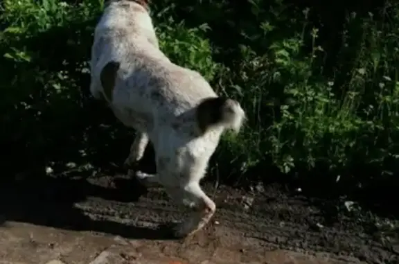 Собака Алабай найдена в снт Окское, Нижегородская область