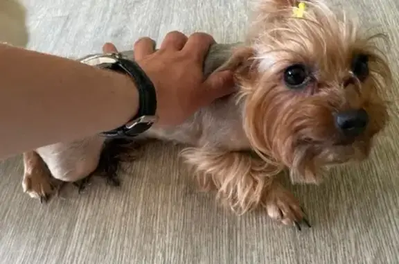 Найдена собака, Марьина Роща, фото: Собака найдена на ул. Ленина, 1 в Марьиной роще