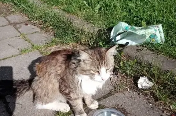 Найден пушистый серый кот в Радумле, МО