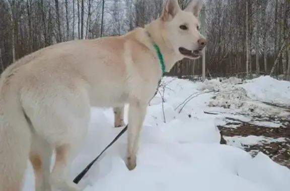 Пропала собака Белла в Якушево, Ярославская область
