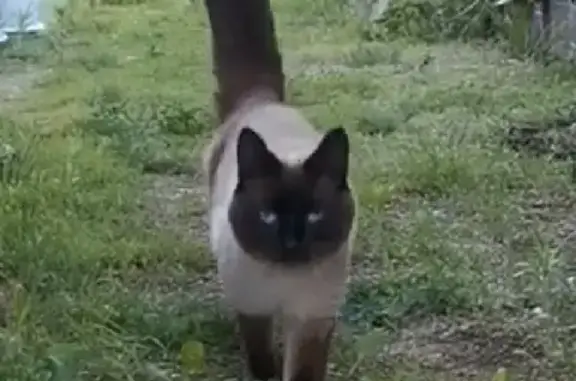 Найден домашний кот на ул. Шаумяна, 44, Екатеринбург