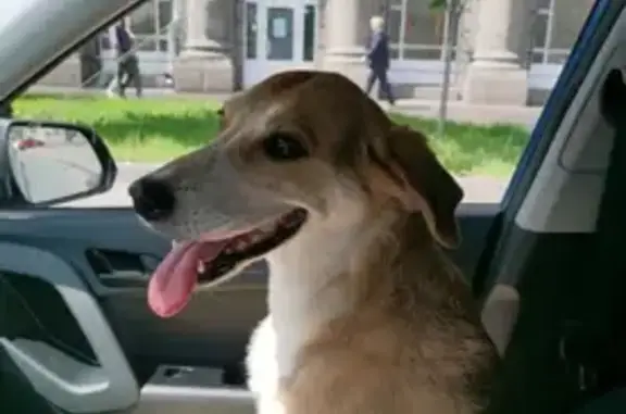 Найдена собака на улице Маршала Казакова