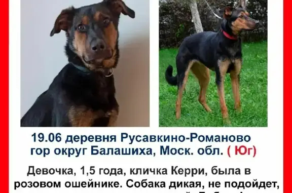 Пропала собака Метис Овчарки на ул. Дорожная, 29
