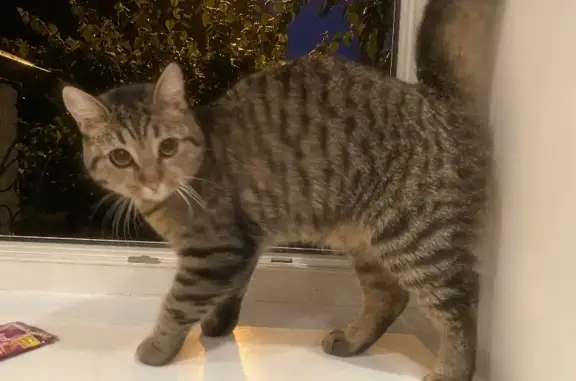 Найдена кошка на аллее Каштановой, Калининград