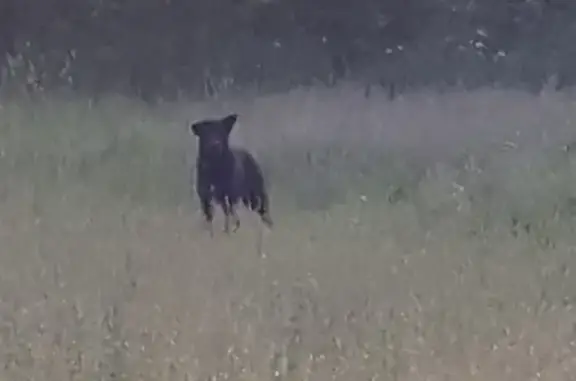 Крупная черная хромая собака найдена в Железнодорожном, МО.