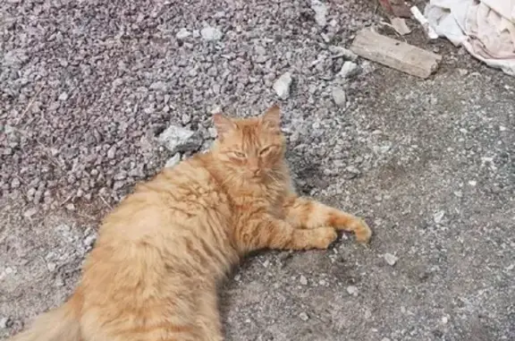 Найден рыжий кот на Петровской, нужен дом