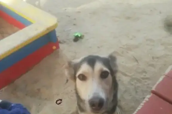 Пропала собака Рада на улице Фурманова, 27