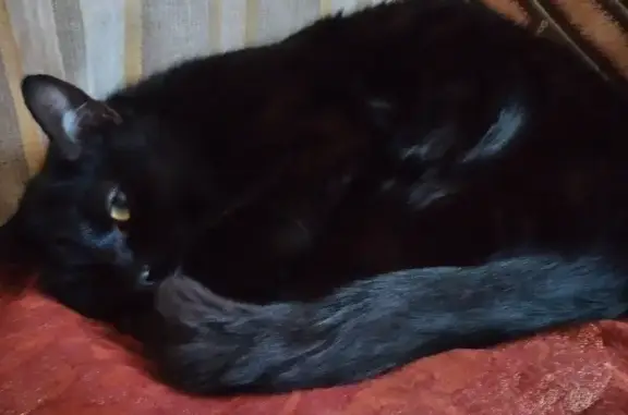 Кошки потеряшки, Санкт-Петербург, фото: Потеряшка кошка Кокос на Сампсониевском проспекте 25, СПб