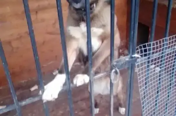 Пропала собака в Казани: немка с лайкой, белые лапки