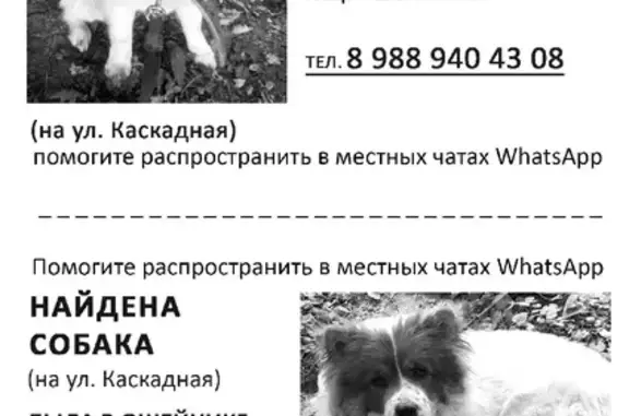 Собака найдена на улице Каскадной в Ростове-на-Дону