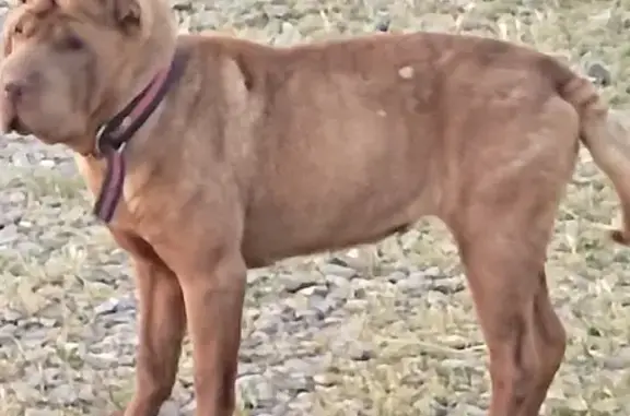 Собака найдена в Березовом, 61, Краснодаре.