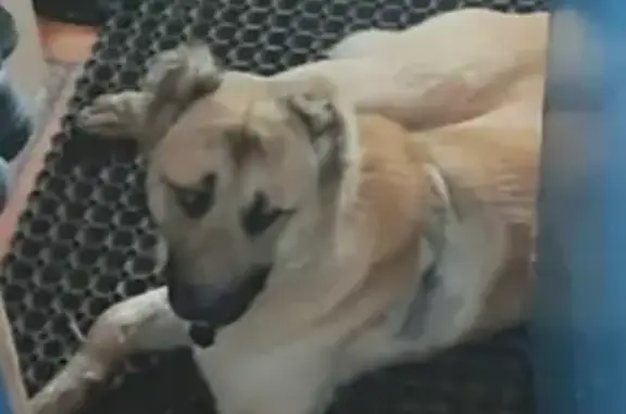 Найден щенок с обрезанными ушами и хвостом в Троицке