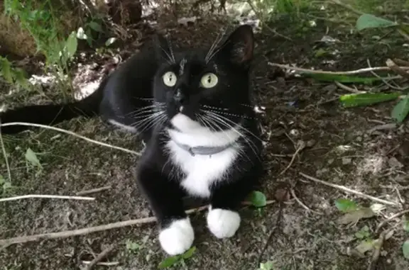 Пропала кошка в Снт Хлопенёво, МО (черно-белый котик Томас)
