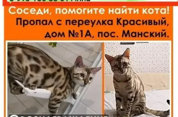 Пропал бенгальский кот в Манском поселке