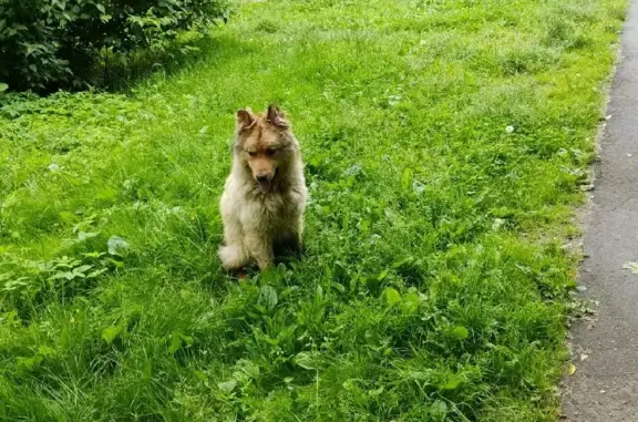 Найдена собака на Комсомольской ул. в Королёве (МО)