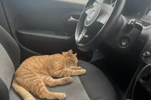 Найден рыжий кот с ошейником на Наро-Фоминском шоссе