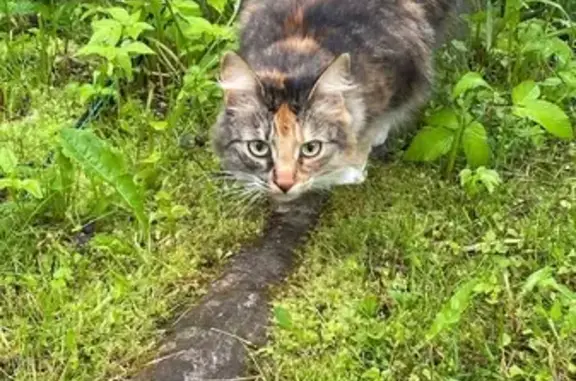 Потерянная кошка ищет хозяев в Хлеб Снт, Московская область