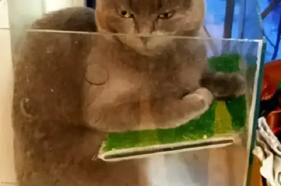 Кошки потеряшки, Ижевск, фото: Потеряшка кошка Алиса на Буммашевской, 60, Ижевск