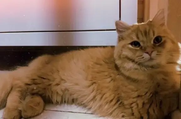 Пропала кошка Рыжик в Солнечногорске