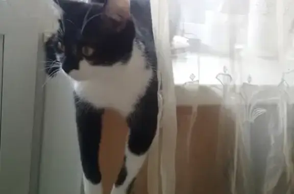 Кошки потеряшки, Алексеевка, фото: Потеряшка кот Беня в Алексеевке, Челябинская область