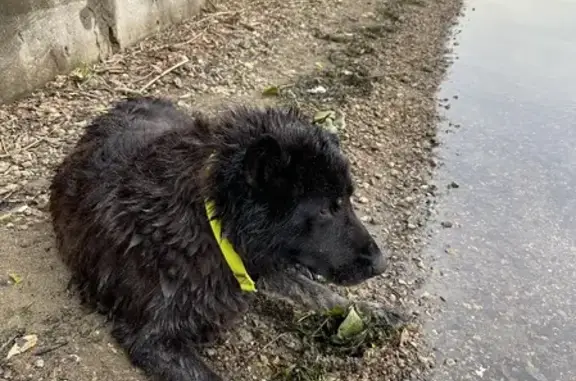 Найдена собака на Филевской набережной