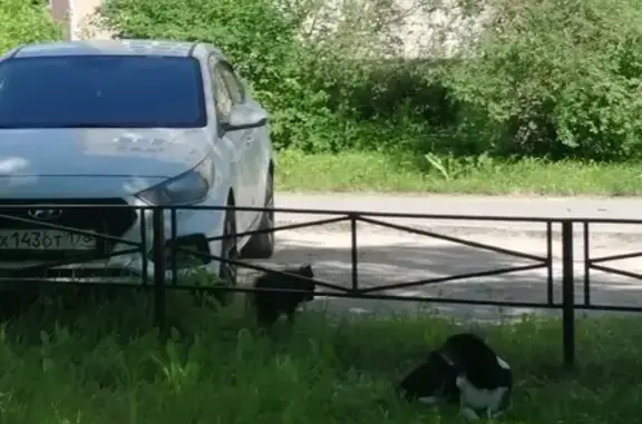 Найдена собака на Русско-Высоцком, 16-18 дома