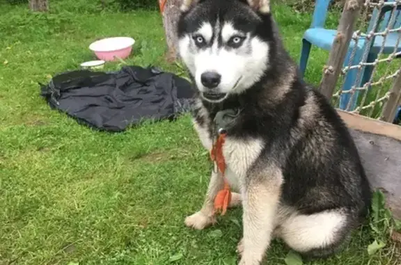 Найдена собака, Алексеевка, фото: Потерян хаски в Березка-68 Снт, Московская область