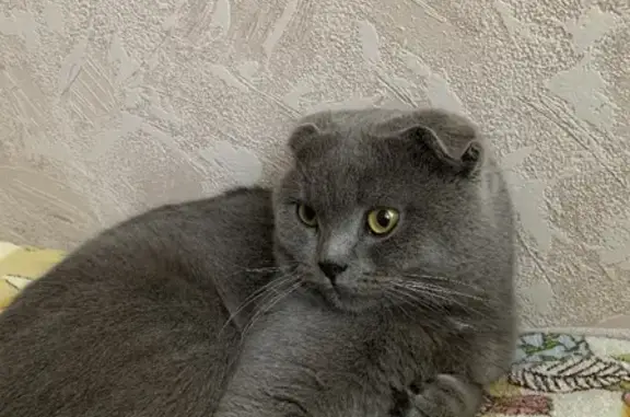 Найдена серая кошка на улице Фалалеева, 30, Можга