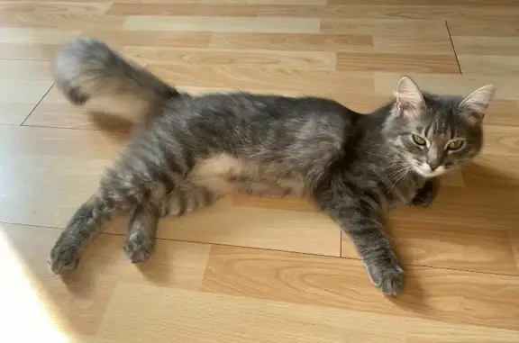 Пропала кошка Ксюша в Белом Расте, Московская область.