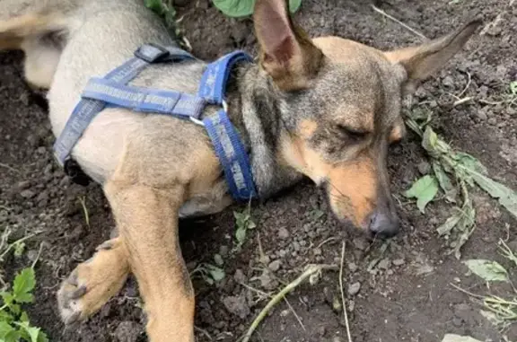 Найдена миниатюрная собака с течкой на пр. Дзержинского, 48