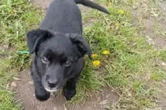 Пропала собака на улице Губкина, Ишимбай