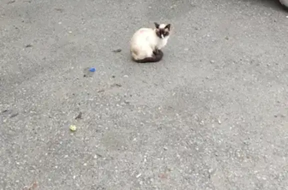 Найдена Сиамская кошка на улице Розы Люксембург, 9.